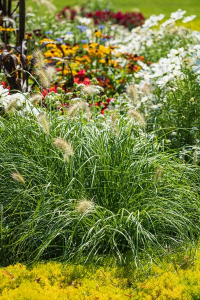 Jardin Été Avec Belles Fleurs — Photo