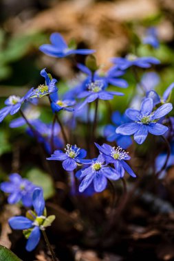 Ormanda bahar çiçekleri