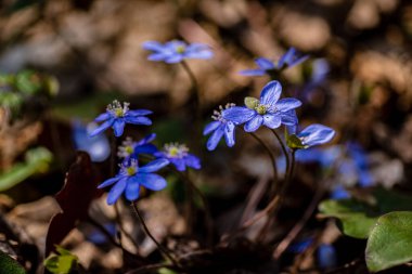 Ormanda bahar çiçekleri