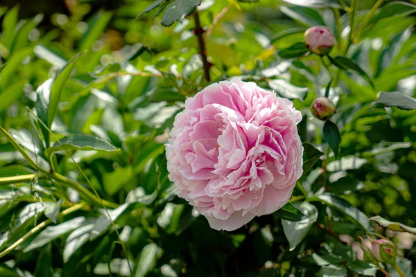 Peonía Rosa Jardín — Foto de Stock