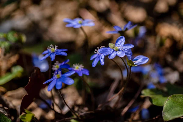 Ormanda bahar çiçekleri