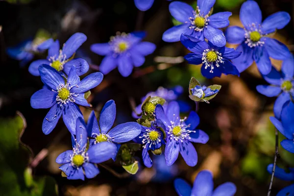 Spring Flowers Forest — Stock Photo, Image