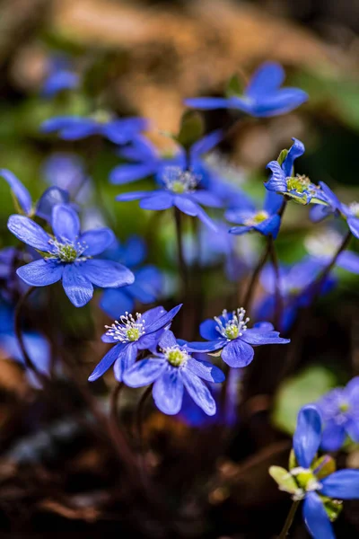 Fleurs Printanières Dans Forêt — Photo