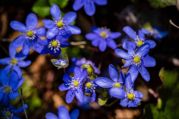 Spring Flowers Forest — Stock Photo, Image
