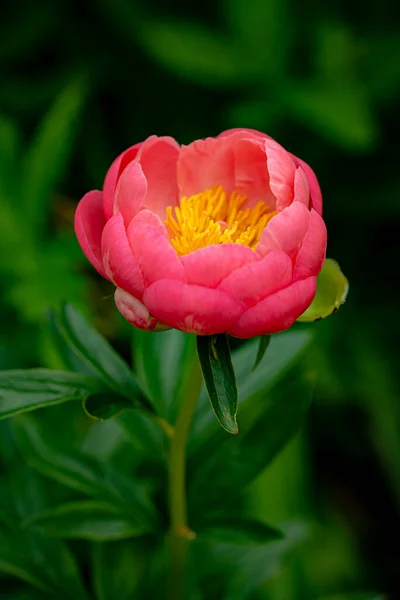 Pivoine Corail Dans Jardin — Photo