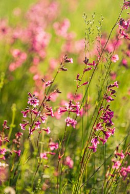 Pembe çiçekli yaz çayırı