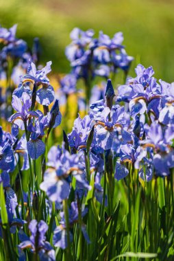 Bahçedeki mavi süsen çiçekleri