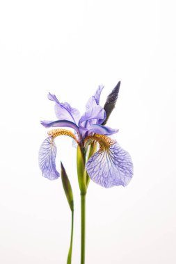 Beyaz arka planda güzel bir çiçek.