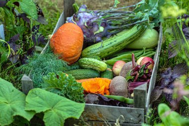 Kutuda taze organik sebzeler var.