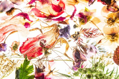 Kurumuş çiçekler ve beyaz yapraklar