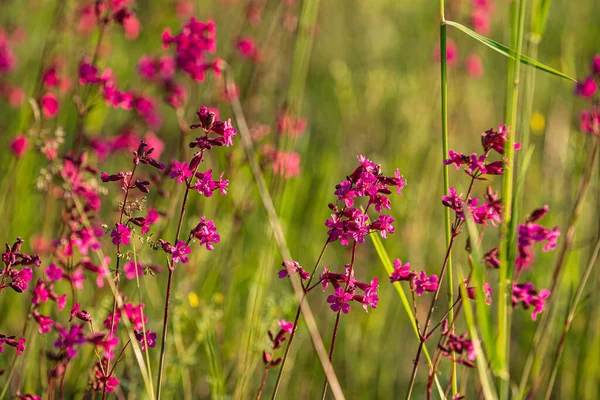 Prado Verão Com Flores Rosa — Fotografia de Stock