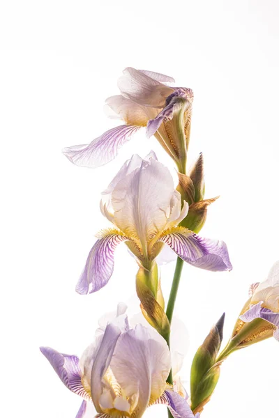 Vacker Blomma Den Vita Bakgrunden — Stockfoto