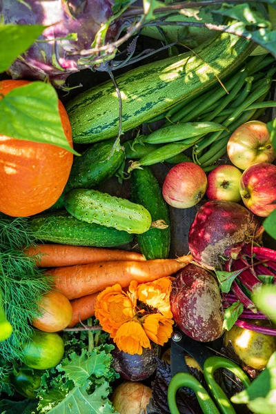 Verduras Orgánicas Frescas Caja — Foto de Stock