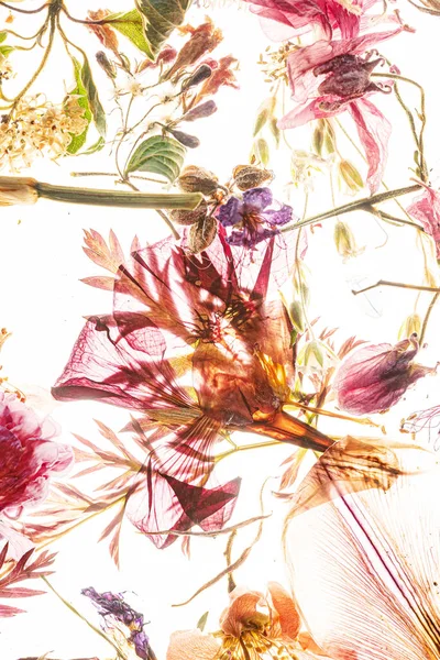 Сушеные Цветы Листья Белом — стоковое фото