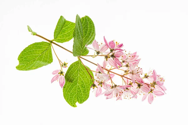 Flores Deutzia Sobre Fondo Blanco — Foto de Stock