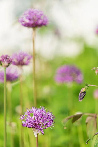 Lila Allium Kertben — Stock Fotó