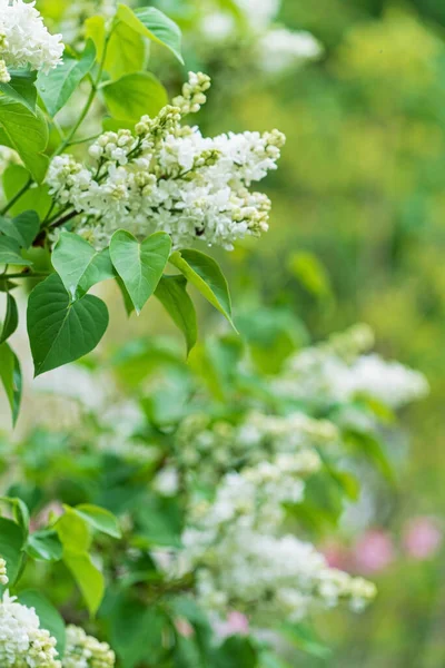 White Lilac Spring Garden — Stock Photo, Image