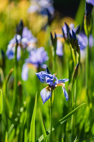 Iris Bleus Dans Jardin — Photo