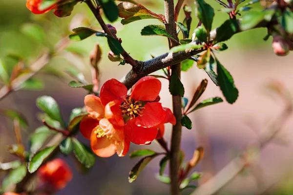 Flores Primavera Jardín — Foto de Stock