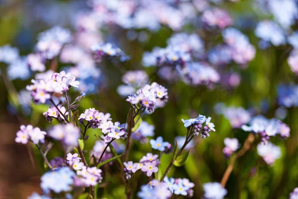 Jarní Květiny Zahradě — Stock fotografie