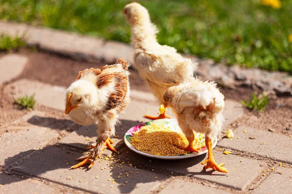 Pollos Jóvenes Jardín —  Fotos de Stock