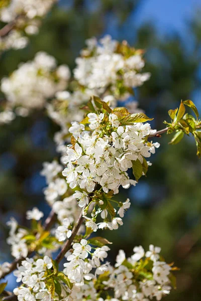 Våren Träd Med Vita Blommor — Stockfoto