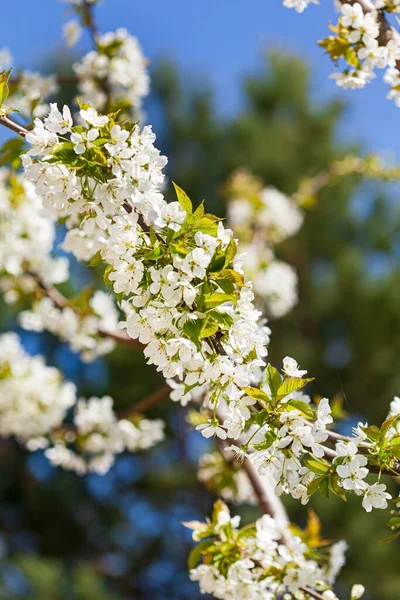 Árvore Primavera Com Flores Brancas — Fotografia de Stock