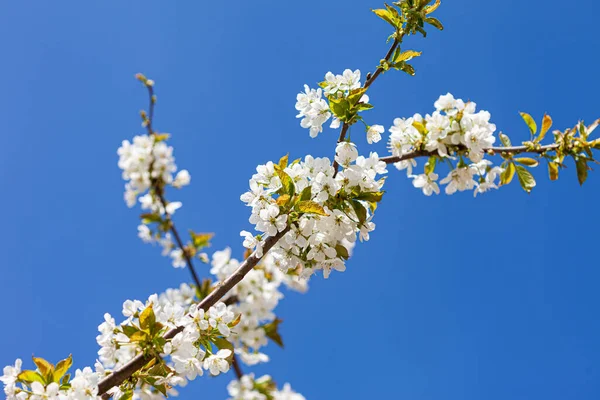 Spring Tree White Flowers Royalty Free Stock Images