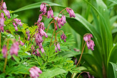 Bahçede yaz çiçekleri