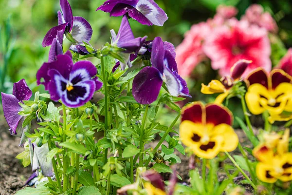 Flores Verano Jardín — Foto de Stock