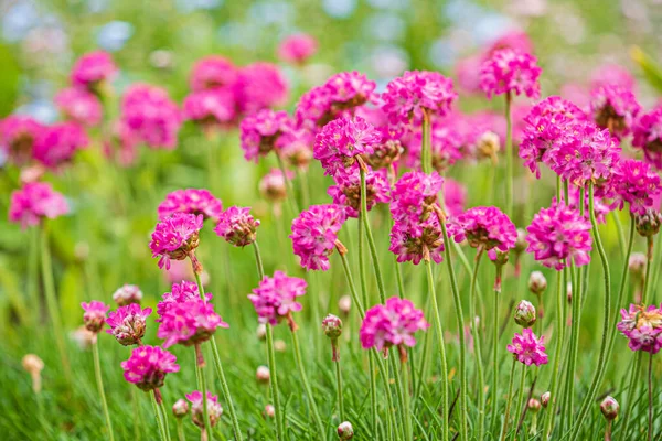 Bahçede Yaz Çiçekleri — Stok fotoğraf