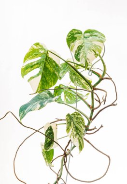 Monstera albo borsigiana ya da çeşitli canavarlar..