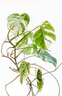 Monstera albo borsigiana ya da çeşitli canavarlar..