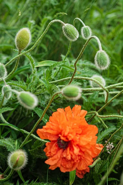 Letnie Kwiaty Ogrodzie — Zdjęcie stockowe