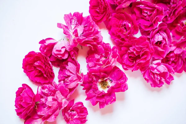 Fresh Roses White Background — Stock Photo, Image