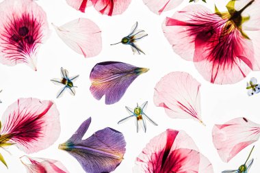 Beyaz arkaplanda çiçekler