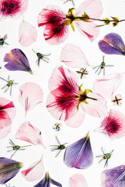 Beyaz arkaplanda çiçekler