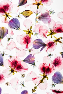 Beyaz arkaplanda çiçekler