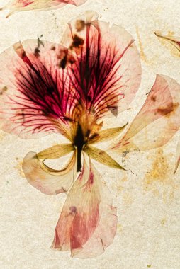 Eski kağıt ve kurumuş çiçekler.