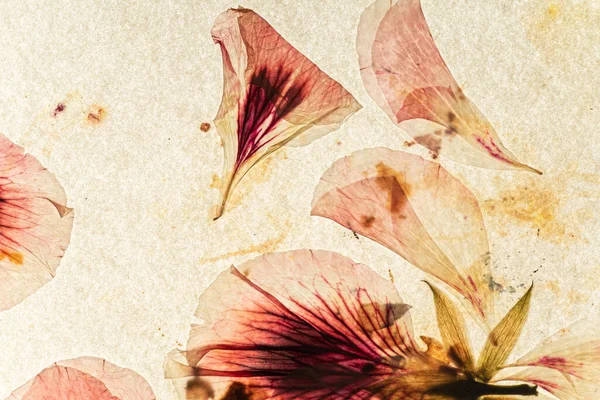 Gammalt Papper Och Torkade Blommor — Stockfoto
