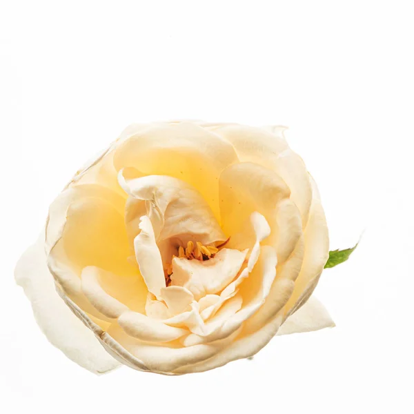 Flower White Background — Stock Photo, Image