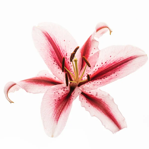 Квітка Білому Тлі — стокове фото