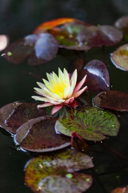 Gölette güzel bir su zambağı