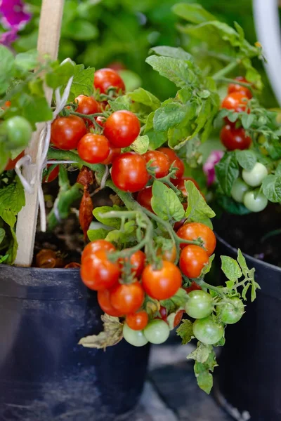 Ripe Tomatoes Pot — Stock Photo, Image