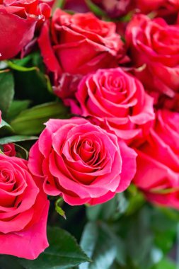 Sevgililer Günü için taze güller