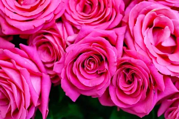 Roses Fraîches Pour Saint Valentin — Photo