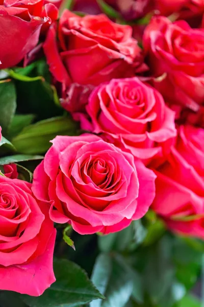 Roses Fraîches Pour Saint Valentin — Photo