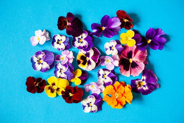 Belas Flores Fundo Azul — Fotografia de Stock