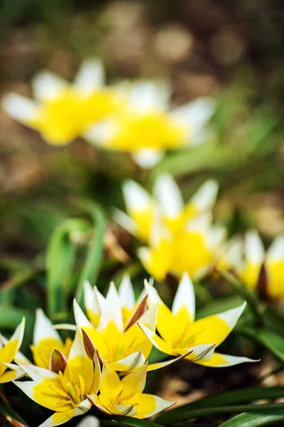 Tulpaner Vårträdgården — Stockfoto