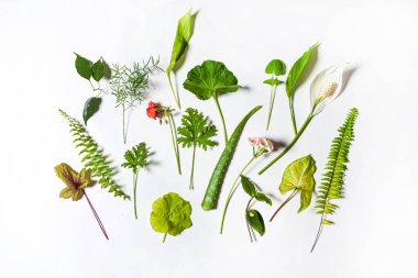 Beyaz arkaplanda yeşil yapraklar